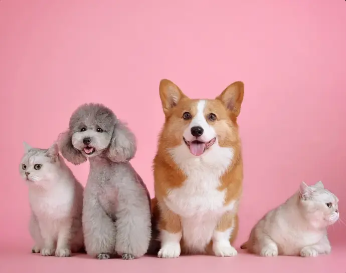 salon de toilettage chien et chat