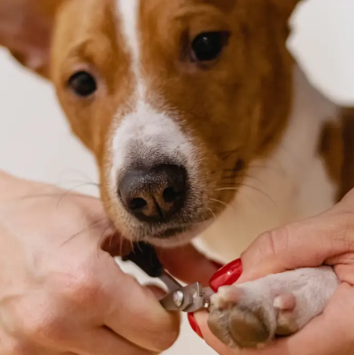 coupe d'ongle chien