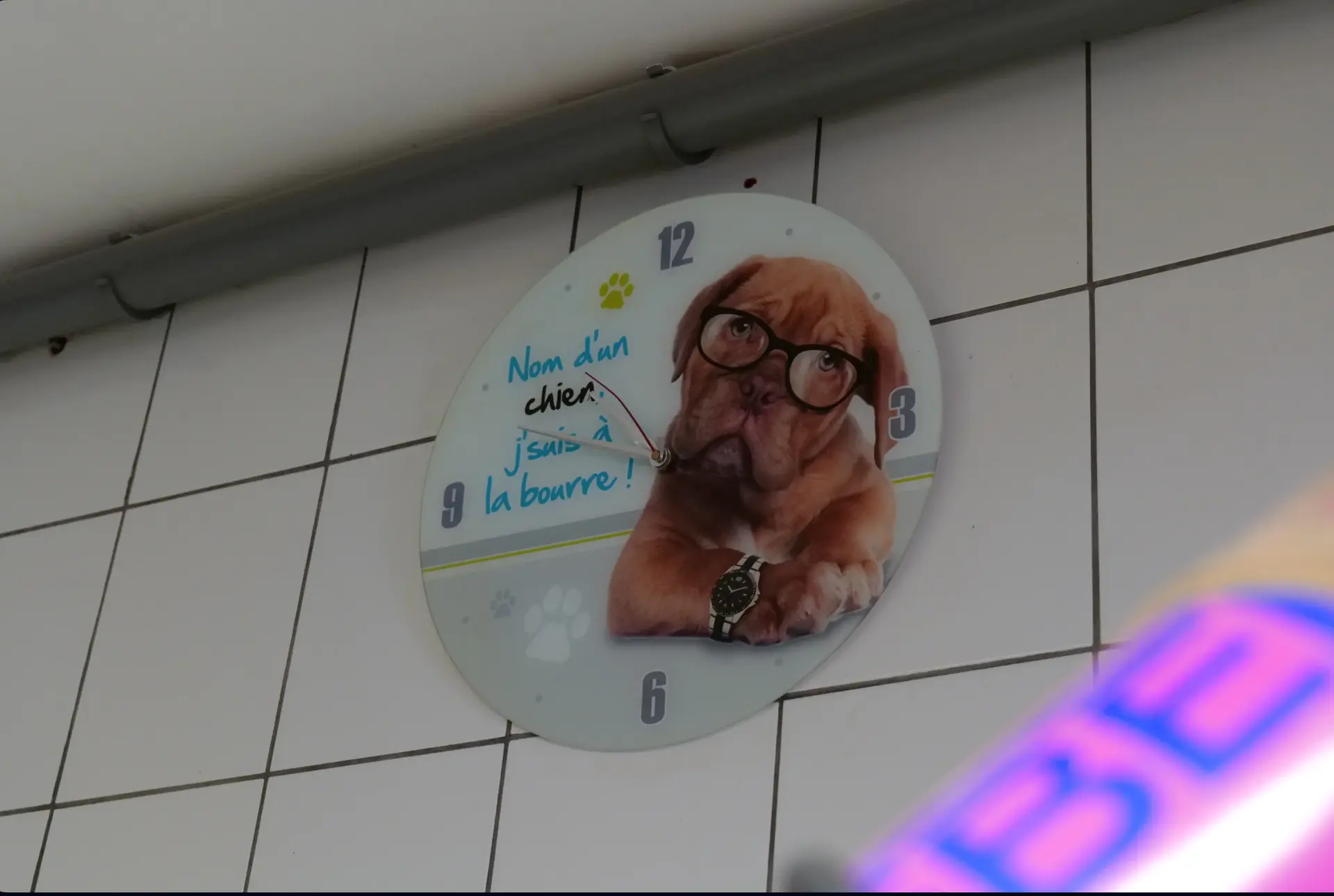 dog saloon toilettage chatelet