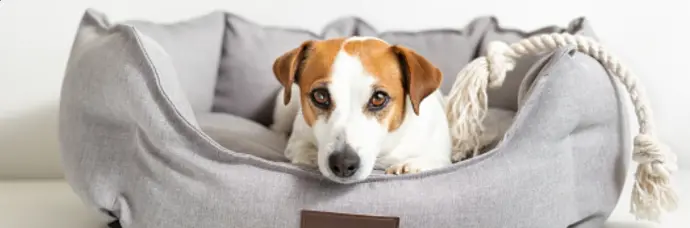 vente panier pour chien