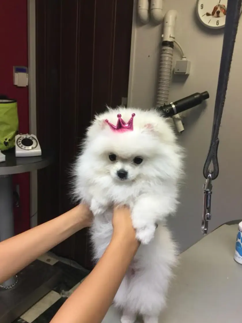 toilettage spitz chatelet