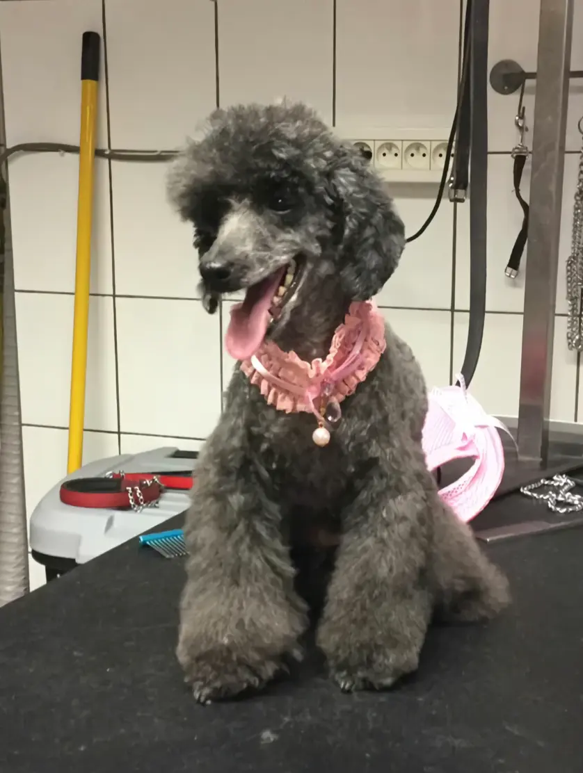 formation toilettage belgique