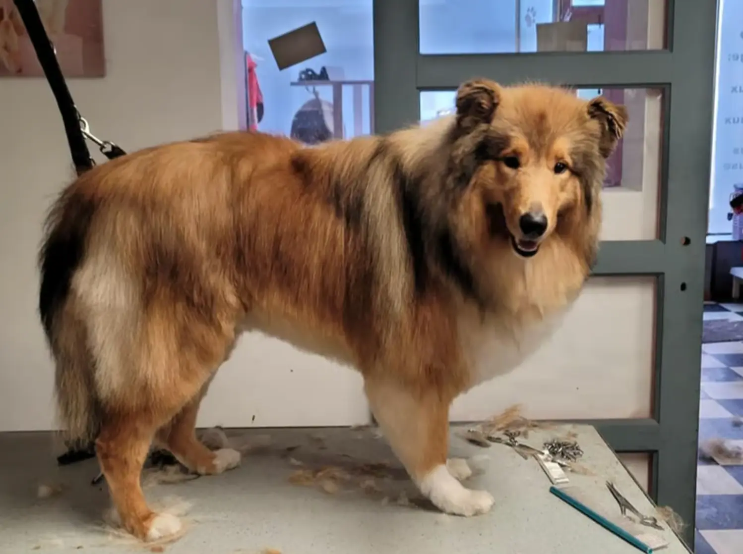 toilettage lassie