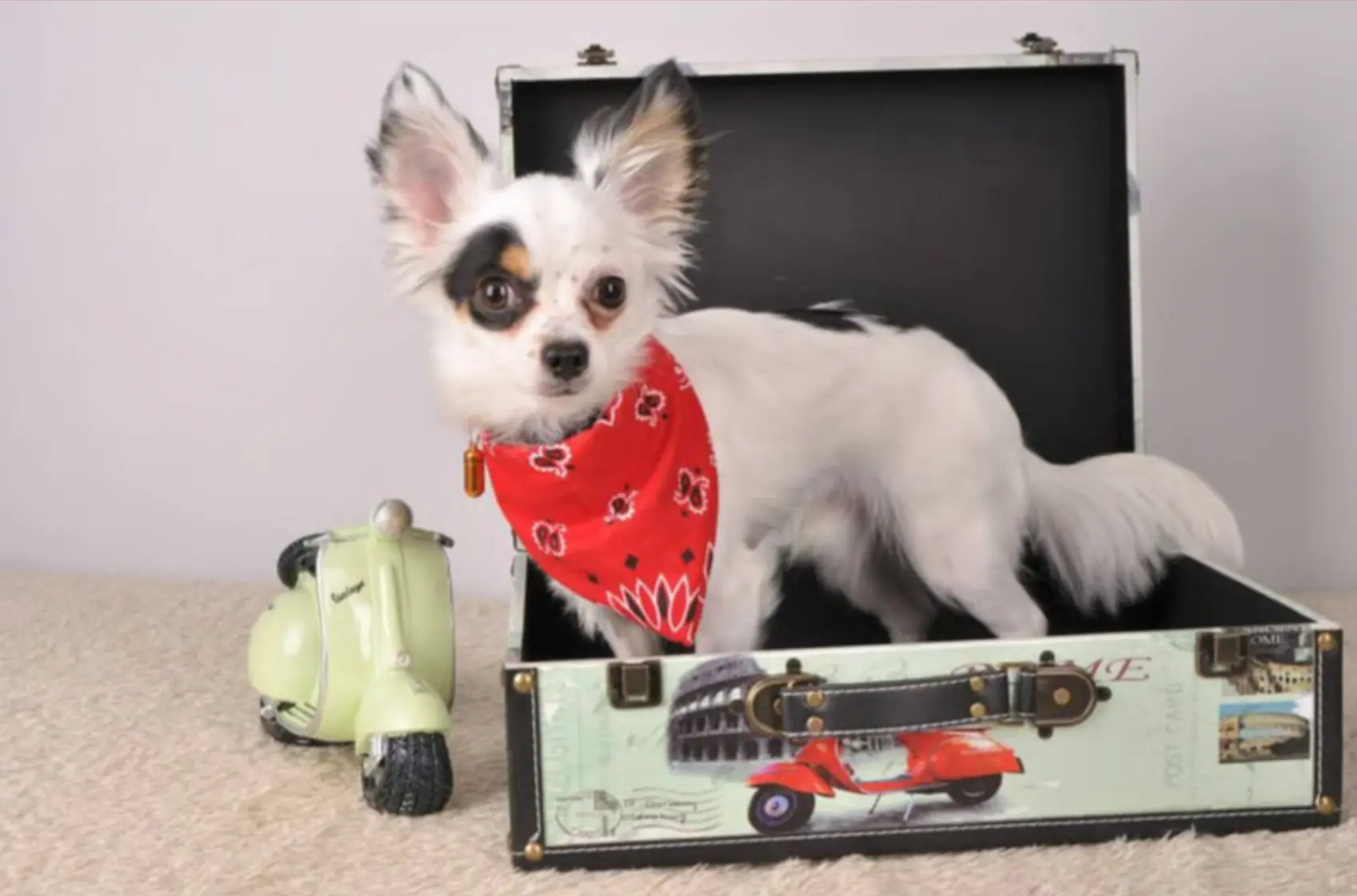 toilettage chiwawa belgique