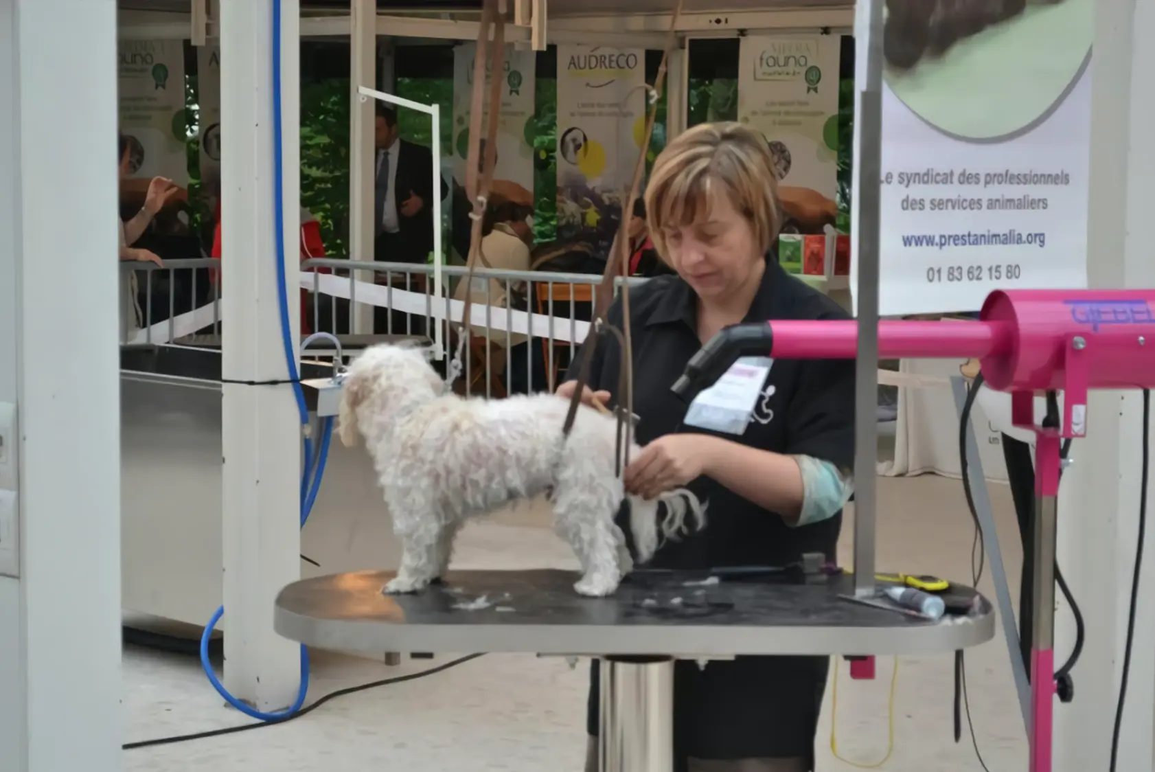 concours de toilettage
