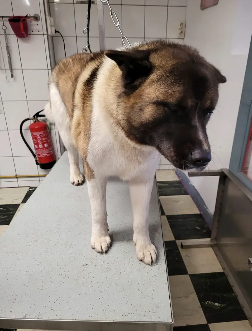 toilettage leonberg belgique