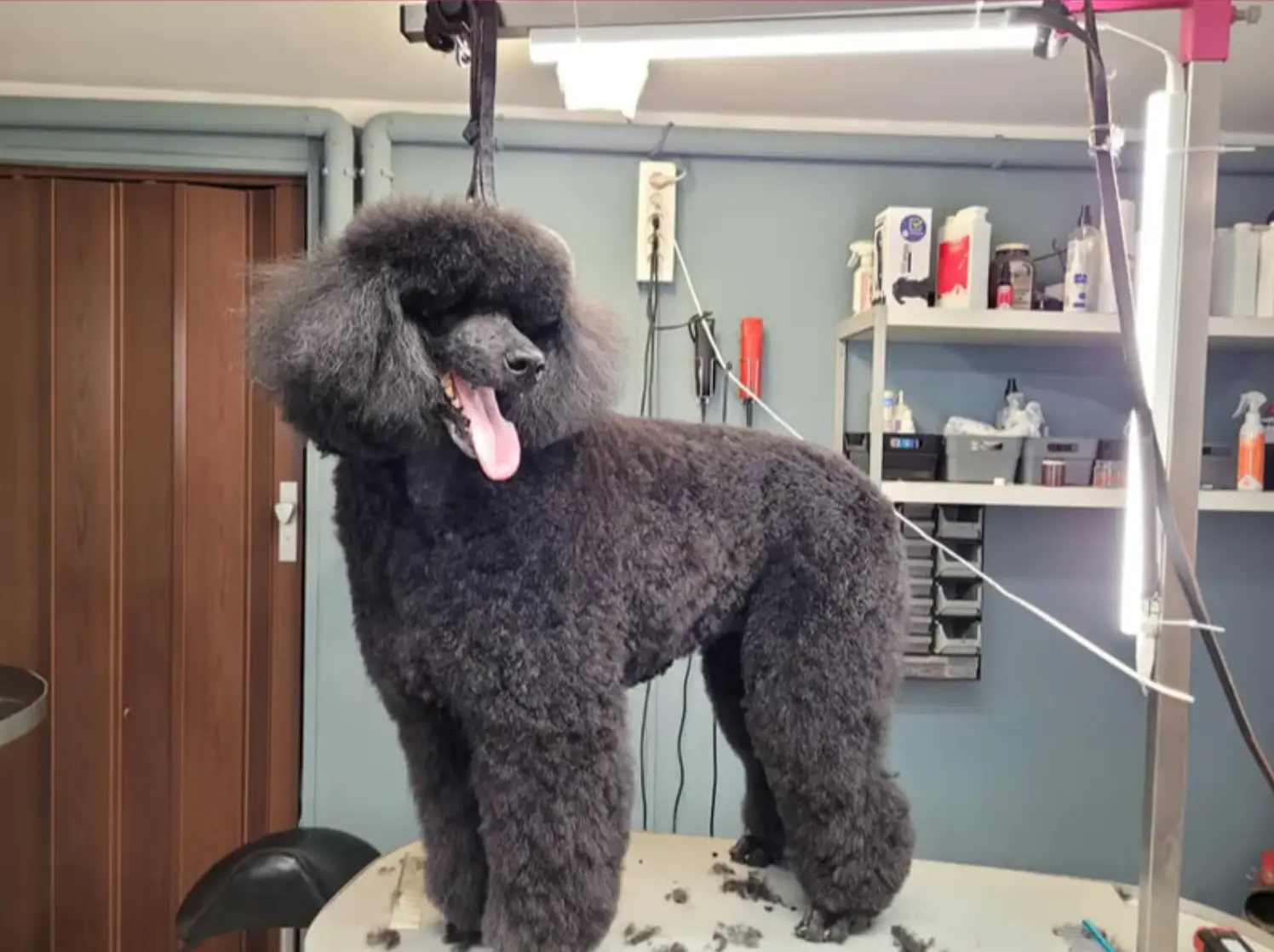 toilettage caniche chatelet