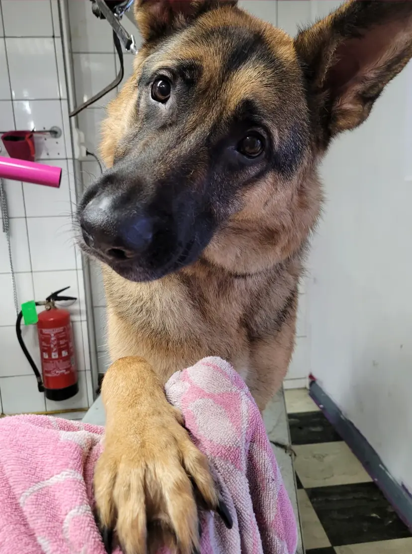 toilettage berger allemand