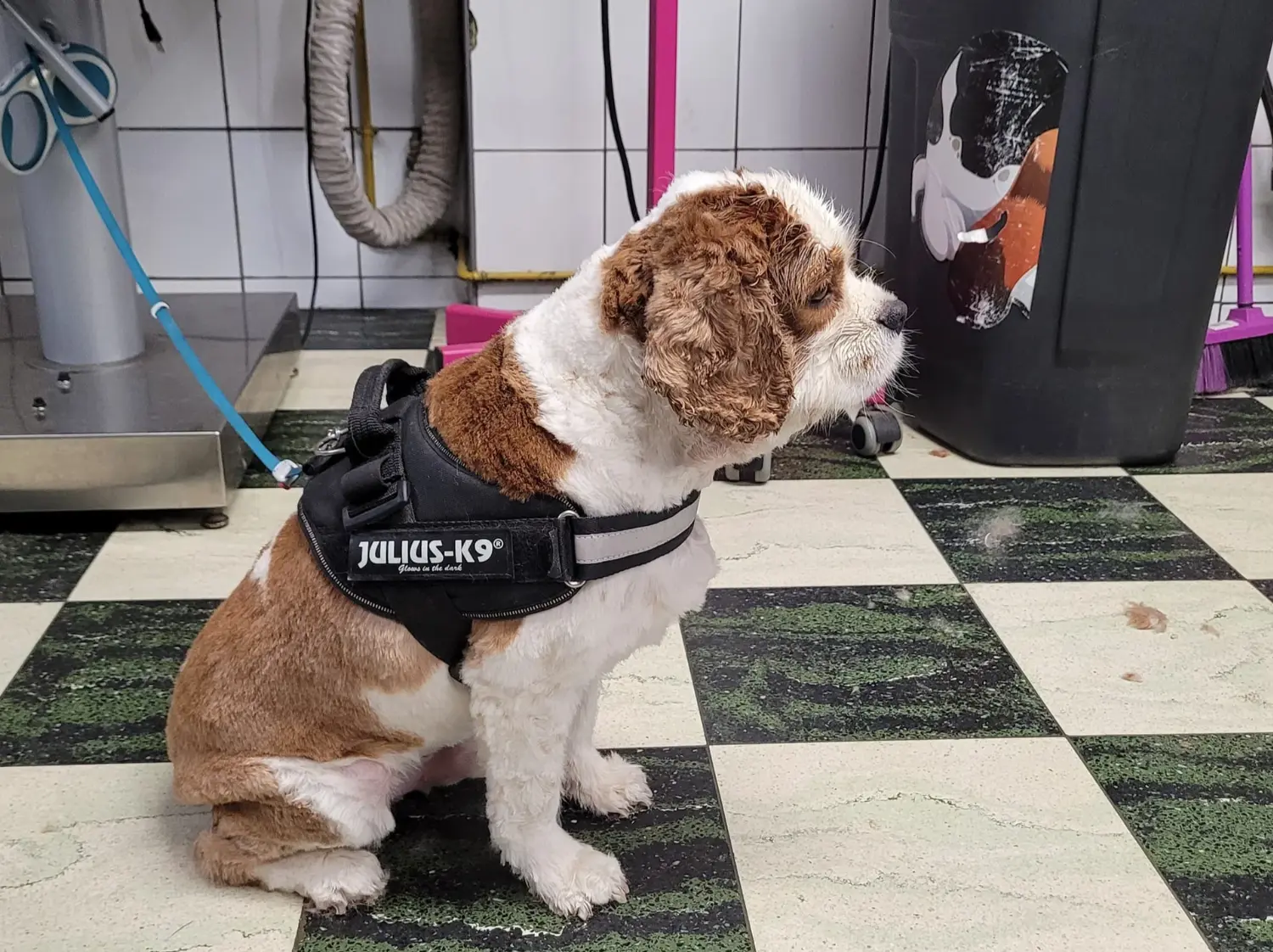 toilettage beagle chatelet